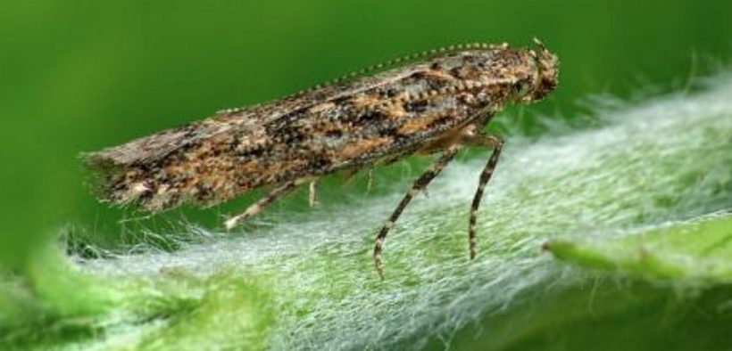 tuta absoluta