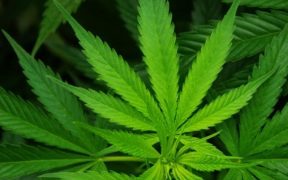 marijuana