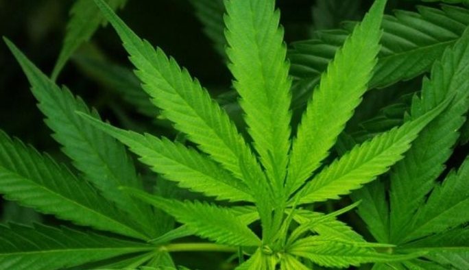 marijuana